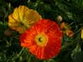 Yellow orange poppies